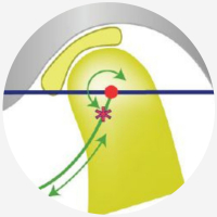 GIORNATA DI GNATOLOGIA